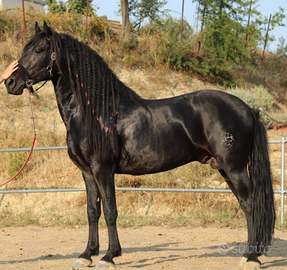 Cavallo PRE per frisone