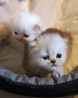 Gatti persiani puri