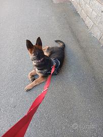 Cucciola pastore tedesco
