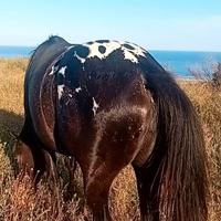 Cavalla puledra appaloosa