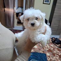 Maltese
