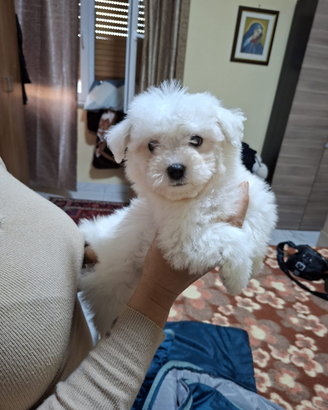 Maltese
