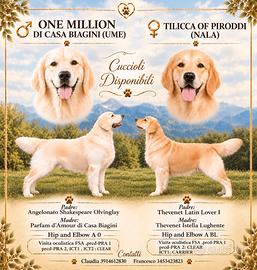 Cuccioli Golden Retriever