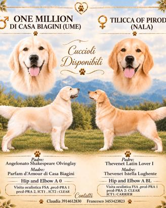 Cuccioli Golden Retriever