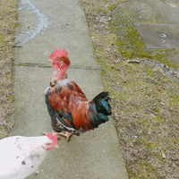 Gallo Collo nudo