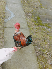 Gallo Collo nudo