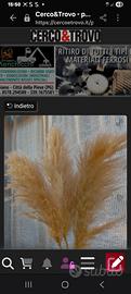 fiori di pampas 
