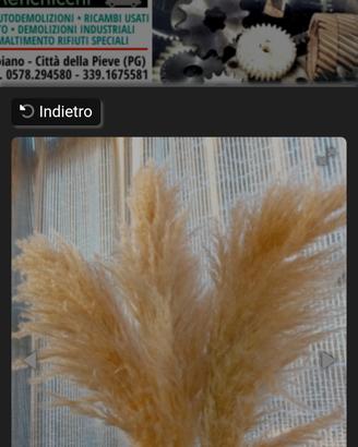 fiori di pampas 