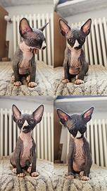 Sphynx