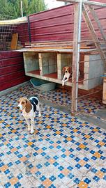 N. 2 cani da caccia - razza beagle