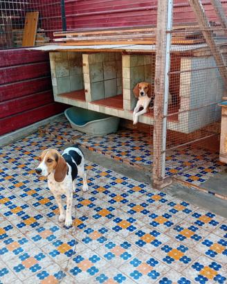 N. 2 cani da caccia - razza beagle