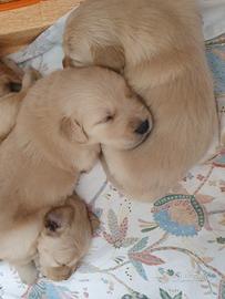 Cuccioli di Golden Retriever