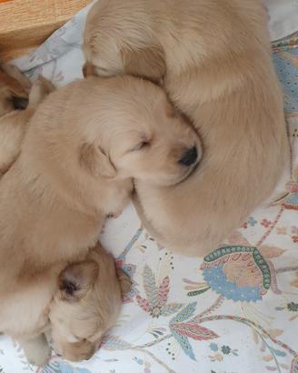 Cuccioli di Golden Retriever