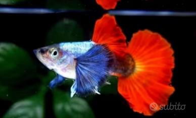 GUPPY, SCALARI, LORICARDI, DISCUS e molto altro