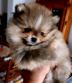 Spitz toy Pomerania