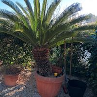 vaso cicas e vaso yucca 