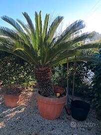 vaso cicas e vaso yucca 