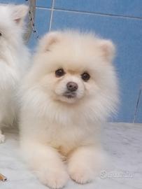 Spitz pomerania maschio pedigree