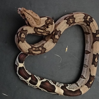 Serpente Boa