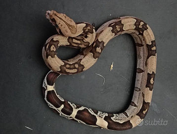 Serpente Boa