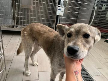 Lupa, incanto di dolcezza. 2 Anni, Tg medio grande