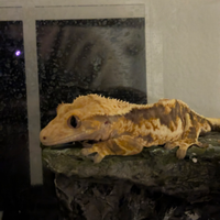 Crested Gecko + teca + complementari (di 9 mesi)
