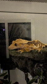 Crested Gecko + teca + complementari (di 9 mesi)