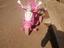 Immagine 4