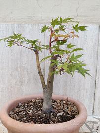 Acero Corallino (Sango Kaku) Prebonsai
