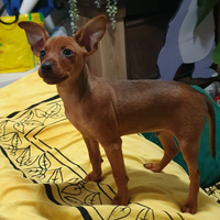 Cucciolo cane pinscher nano