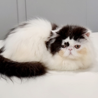 Cucciolo di persiani ad alta genealogia