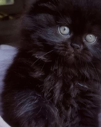Cuccioli di Gatto Persiano