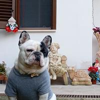 Bulldog francese maschio