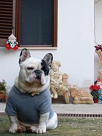 Bulldog francese maschio