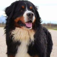 Bovaro del bernese disponibile per accoppiamento