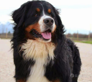 Bovaro del bernese disponibile per accoppiamento