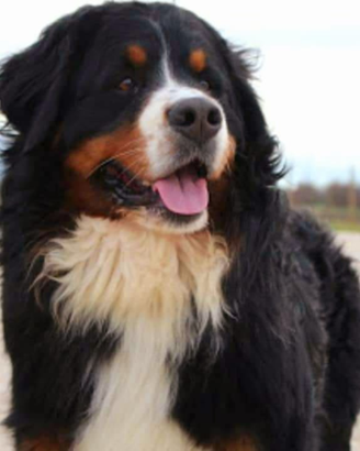Bovaro del bernese disponibile per accoppiamento