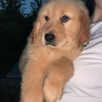 Golden retriever