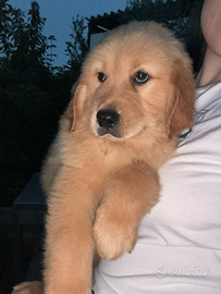 Golden retriever