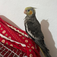 Calopsite allevato a mano