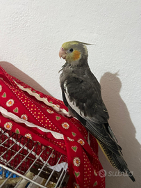 Calopsite allevato a mano