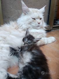 Cucciolata Maine coon