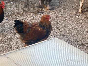 Brahma Fulvo Columbia