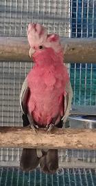 Cacatua Roseicapilla Maschio