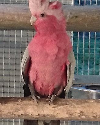 Cacatua Roseicapilla Maschio