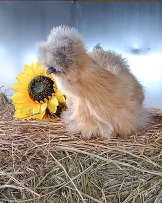 Galline moroseta
