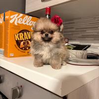 Spitz pomerania TOY rossi pedigree 500grammi