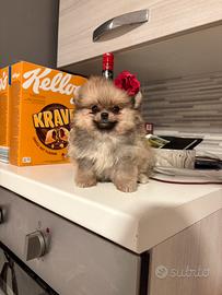 Spitz pomerania TOY rossi pedigree 500grammi