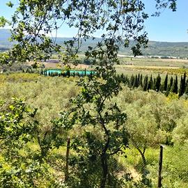 Terreno Agricolo di 3 Ettari
