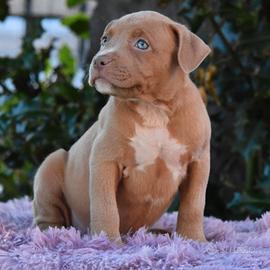 Cuccioli di American Bully XL